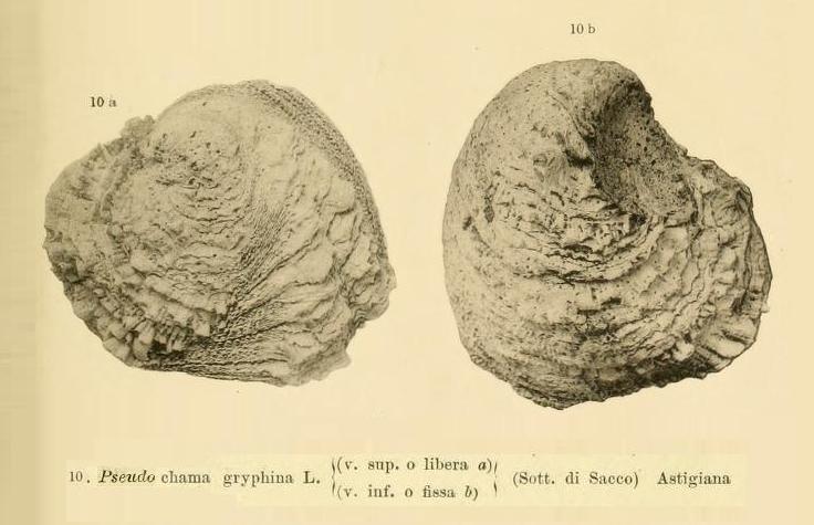 Pseudochama gryphina  (Lamarck, 1819) - Pliocene - toscana